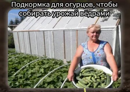 Сколько огурцов в ведре