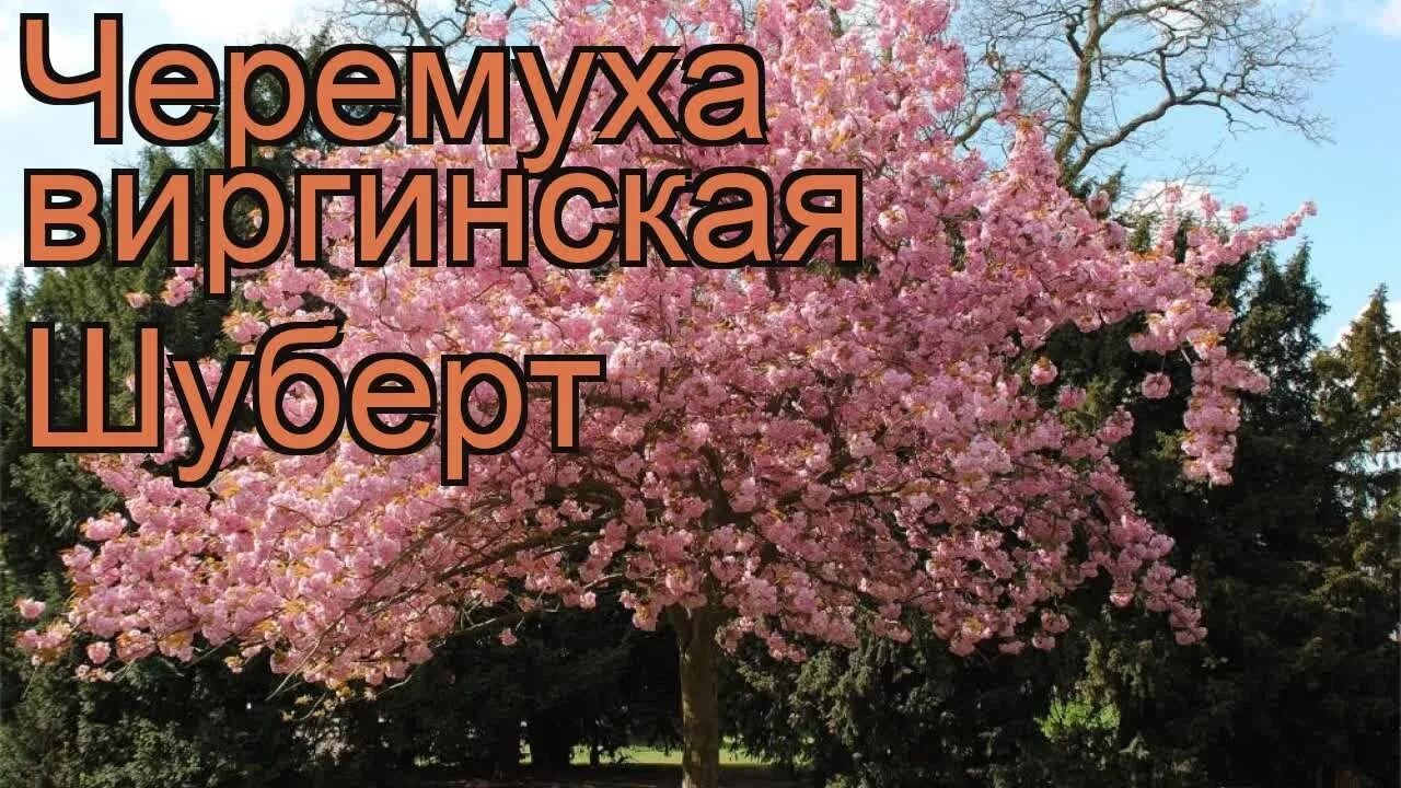 Черемуха сорта шуберт. Черемуха виргинская шуберт. черёмуха шуберт краснолистная. черемуха виргинская шуберт штамб. черемуха венгерская.