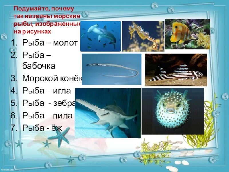 Морские рыбы презентация. Презентация для детей тема рыбы. Морской конек и морская игла. Презентация по окружающему миру 2 класс тема рыбы.