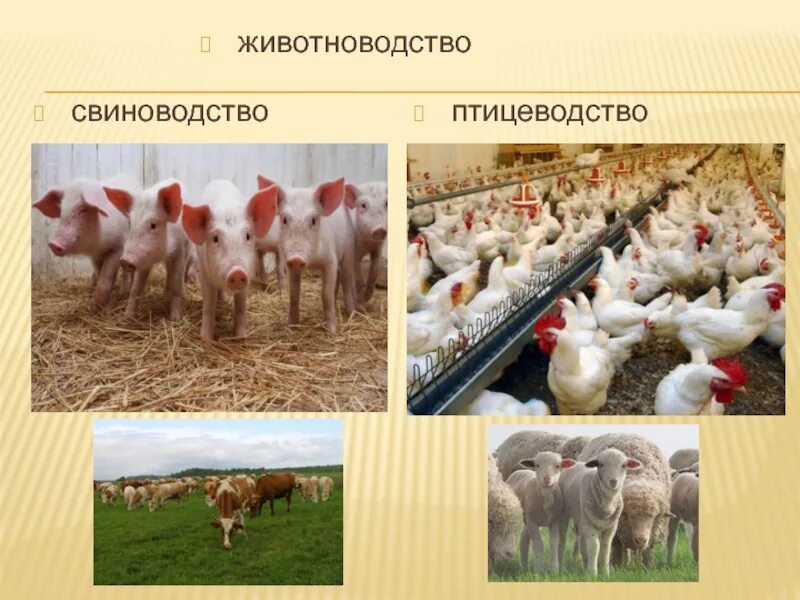 Разведение животных в животноводстве