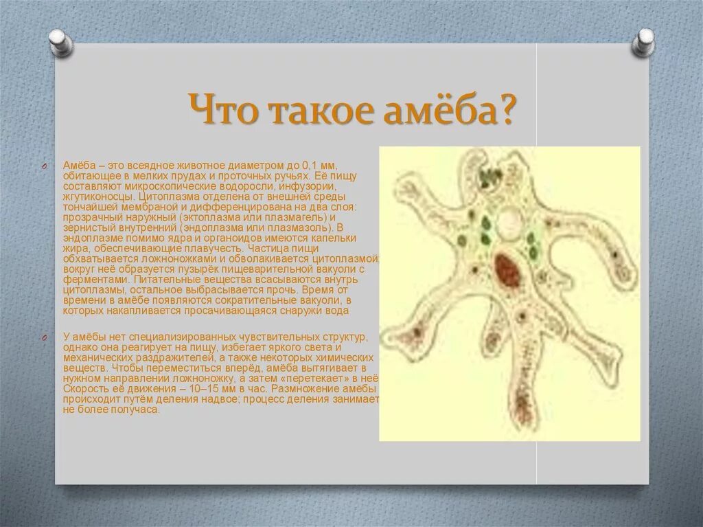 Организм простейших состоит из. Амеба веррукоза. Амеба царство. Амеба Протей классификация. Одноклеточные животные амеба.