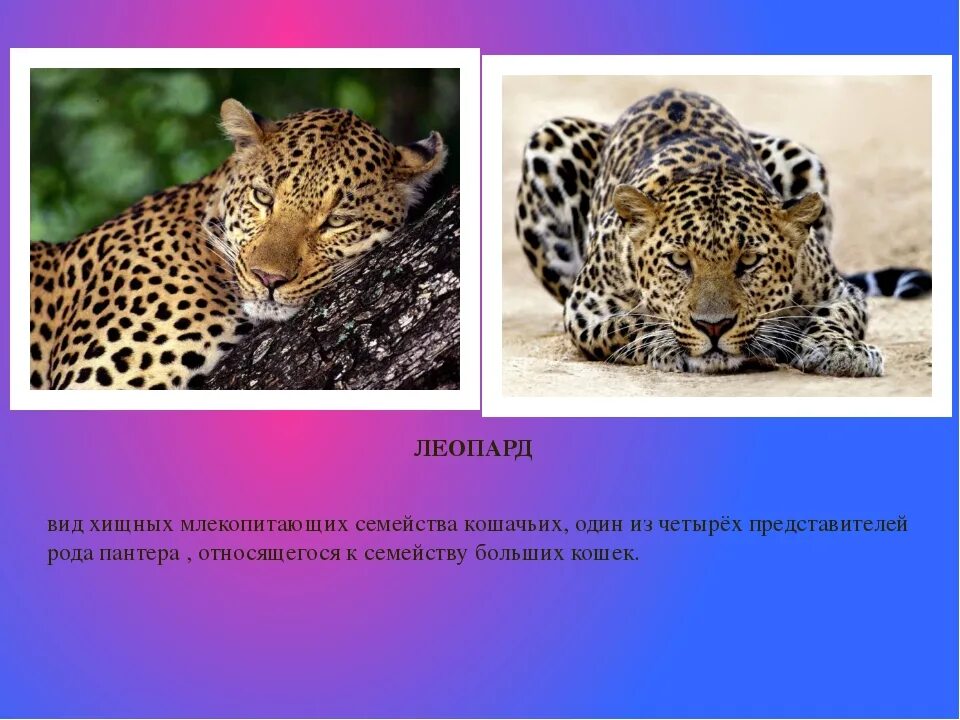 Леопард виды