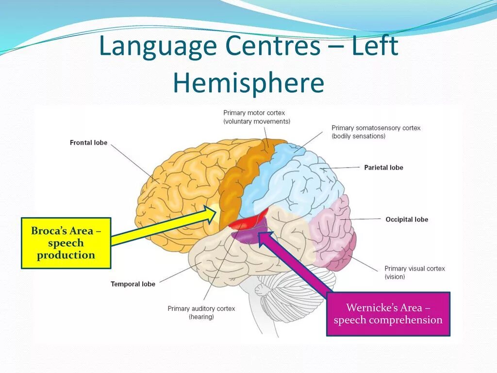 Brain languages. Язык и мозг. Wernicke's area. Left Hemisphere. Language areas in the Brain.