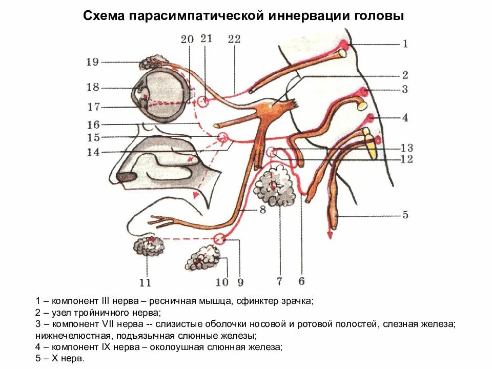 Иннервация слезной железы схема. Иннервация слюнных желёз. Вегетативная иннервация глаза. Иннервация слезной железы анатомия. Слезная железа нерв