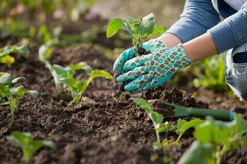 Gardens hands