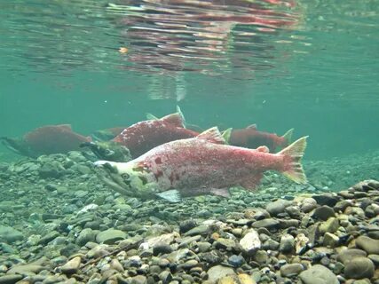 Окунь морской оплодотворение