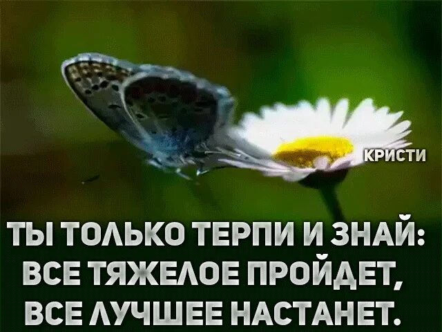 Если гусеница держалась за прошлое. Все плохое пройдет все лучшее настанет. Если бы гусеница держалась. Если бы гусеница держалась за прошлое она