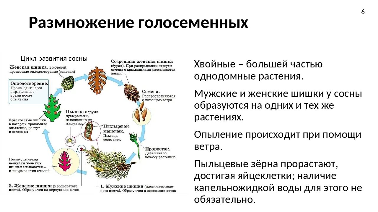 Органы размножения голосеменных растений