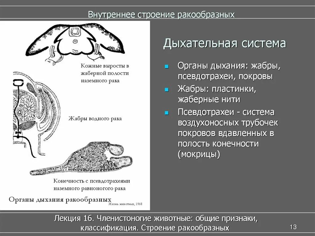 Признаки насекомых отличающие их от ракообразных. Дыхательная система ракообразных. псевдотрахеи ракообразных. органы дыхания ракообразных. псевдотрахеи мокриц.