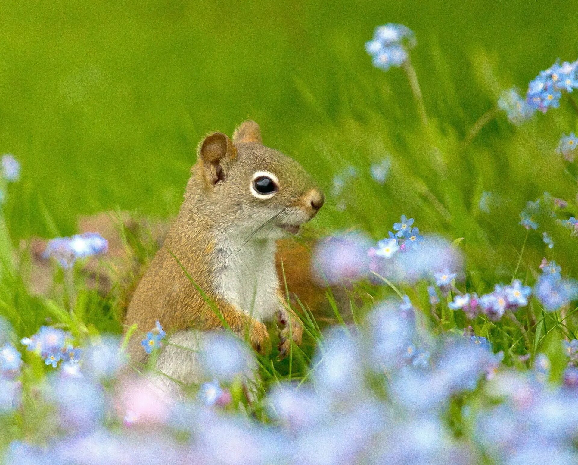 Красивая природа с животными. Животные летом. Красивая природа с животными. Природа и животные. Природа и животные.