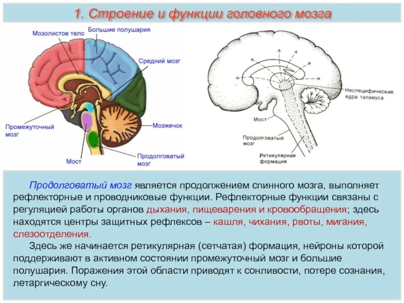 Какие функции выполняет мост. Мозг человека строение и функции анатомия головной мозг. функции основных отделов головного мозга. функции отделов головного мозга схема. схема строения головного мозга и функции его отделов.
