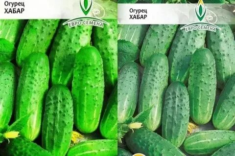Огурец сорт хабар