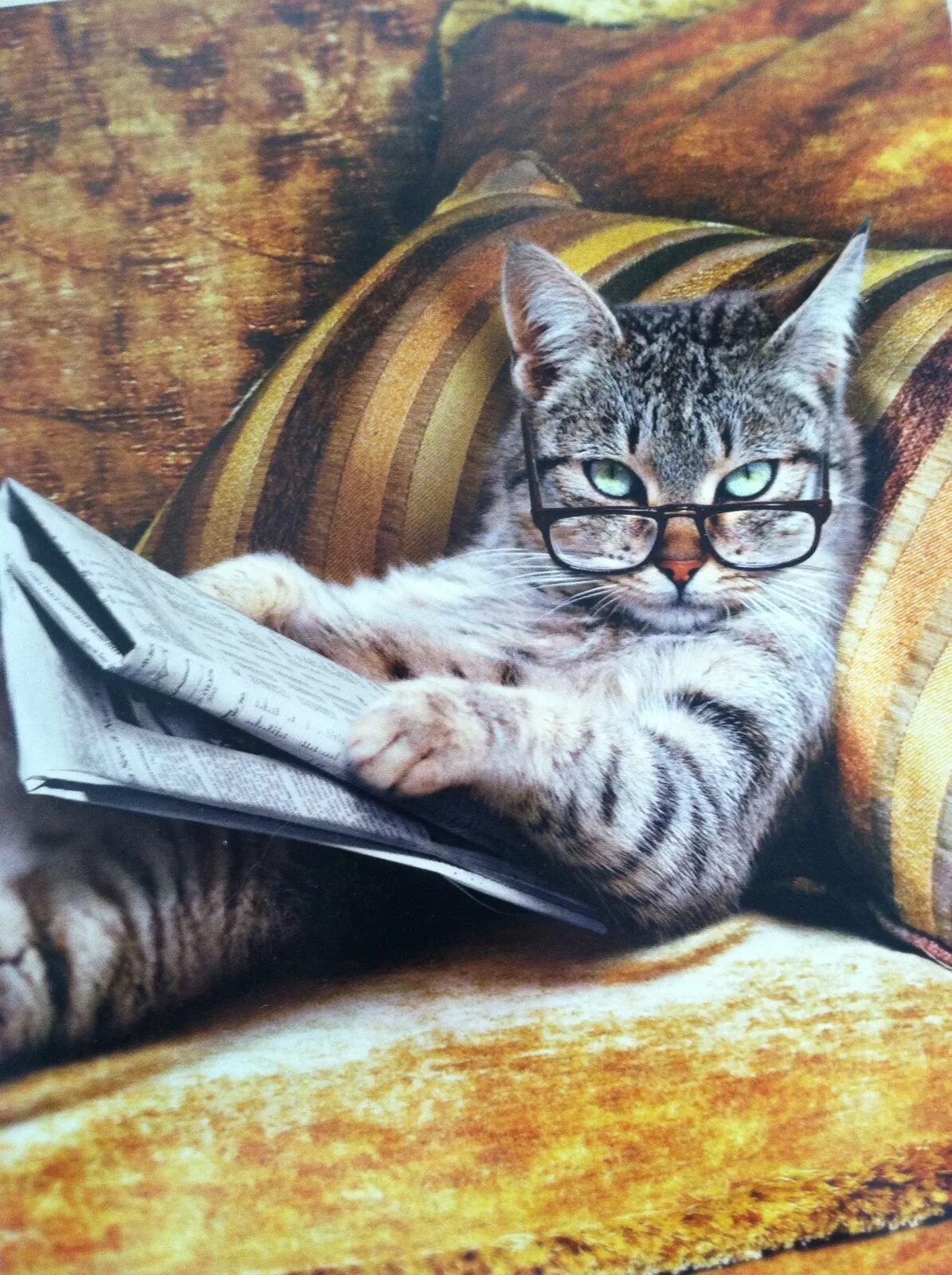 Кот ученый. Умный котенок. Кот читает книгу. Чтение кошка. Котик с книжкой.