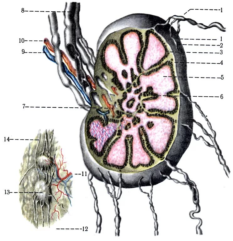 Lymphonodus. Схема строения лимфатического узла. Строение лимфатического узла анатомия. Схема строения лимфоидного узла. Нарисуйте схему строения лимфатического узла.