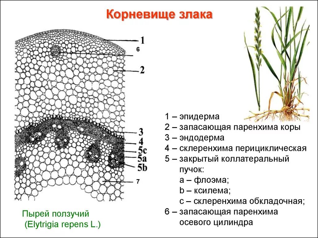 Клетка корня пшеницы