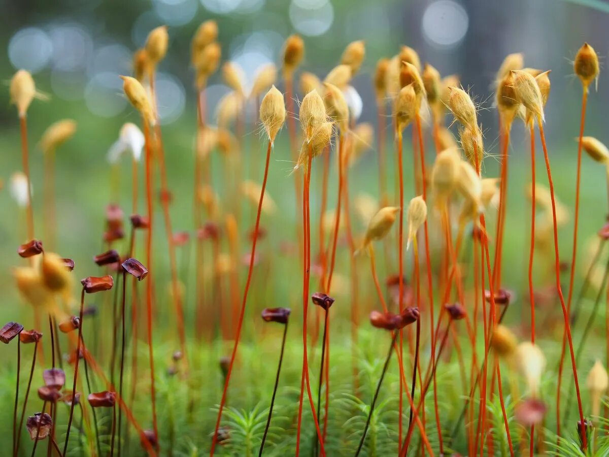 Мохообразные кукушкин лен. Мох кукушкин лен. Мох кукушкин лен. Кукушкин лён обыкновенный моховидные. Моховидные кукушкин лен.