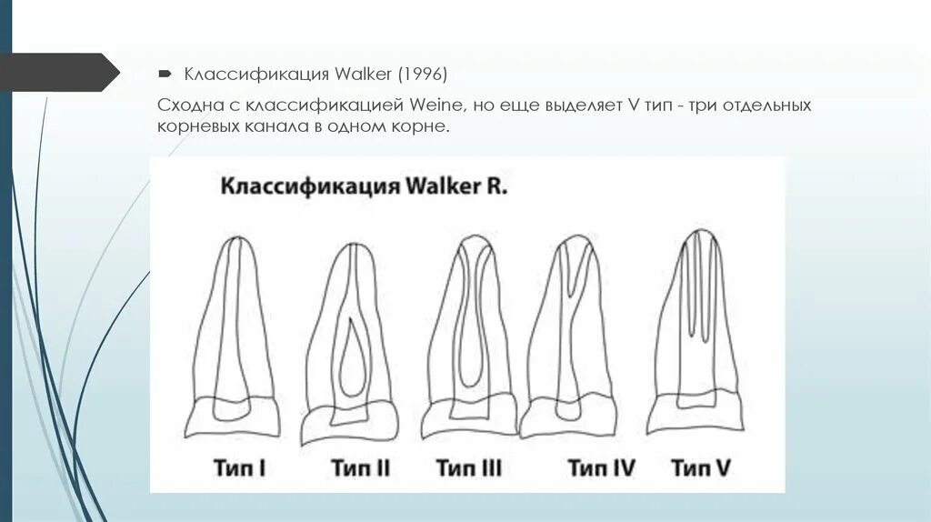 Типы корневых каналов по Вертуччи. Классификация корневых каналов Vertucci. Типы конфигурации корневых каналов по Вертуччи. Типы строения корневых каналов по Vertucci. Формы корневых каналов