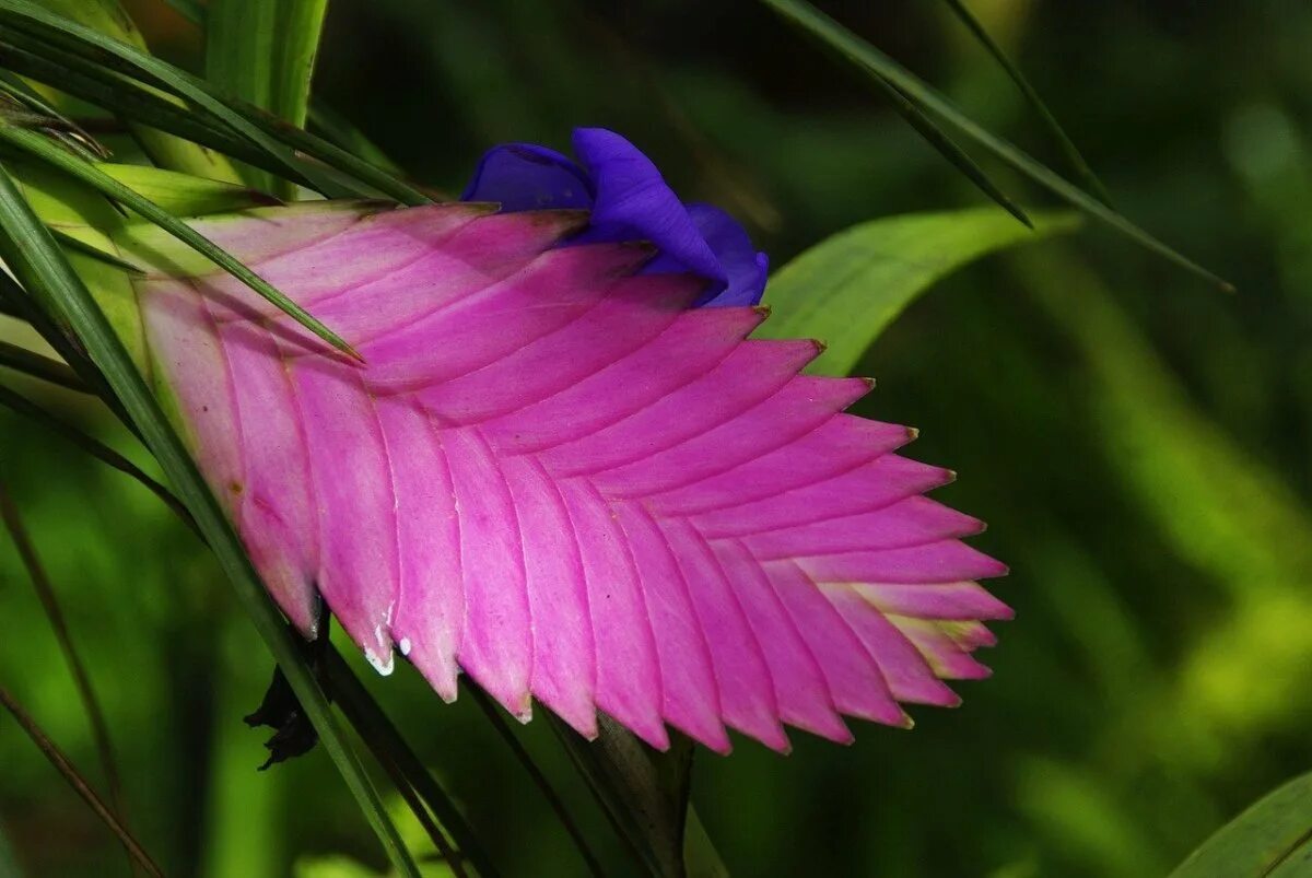 Tropical plant. Тилландсия. Тилландсия цианея. Тилландсия Exotica. Бромелия Тилландсия.