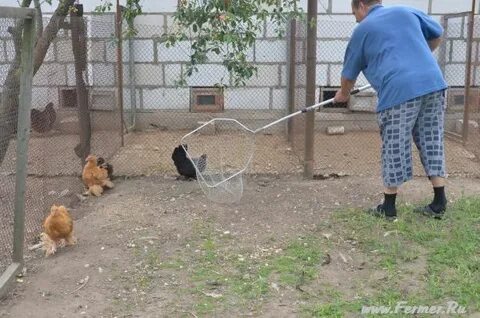 Ловить кур