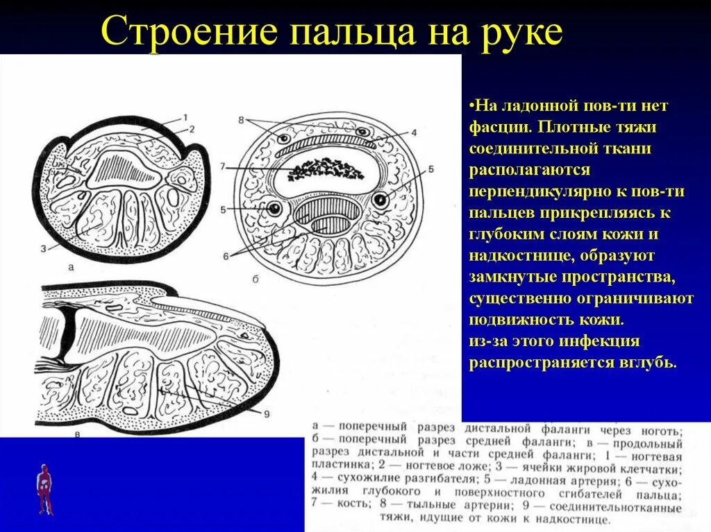 палец срез. фасциальные ложа и клетчаточные пространства кисти. палец срез. фасциальные ложа ладонной поверхности кисти. палец срез.