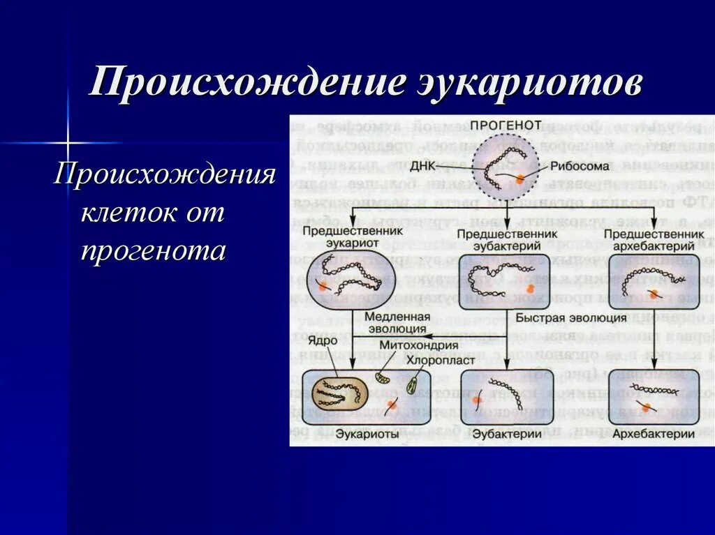 Возникновение клеточной формы жизни. Происхождение эукариотической клетки от прогенота. Происхождение эукариот Прогенот. Происхождение клетки. Эволюция эукариот.