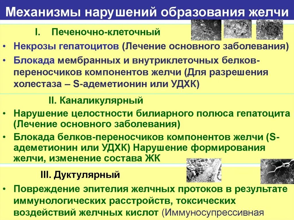 Обеспечивающий образование желчи. Расстройства желчеобразования и желчевыделения. нарушение образования желчи. причины нарушения желчеобразования. механизм образования желчных кислот.