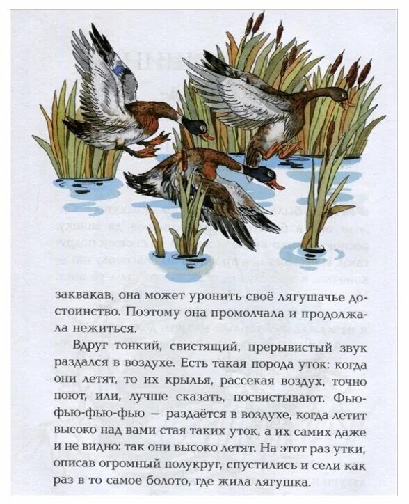 Чтение сказки гаршина лягушка путешественница. Гаршин сказка лягушка путешественница. Лягушка путешественница книга. Произведение гаршина лягушка путешественница. Сказка лягушка путешественница читать текст.