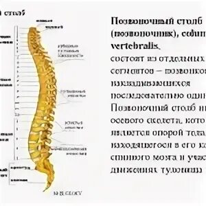 Сегменты позвоночника. Карта вашего тела на позвоночном столбе. Позвоночник человека строение нумерация позвонков. Нервные окончания позвоночника на позвонках.