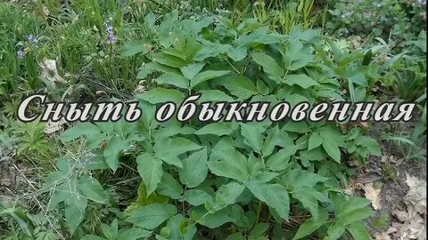 Сныть можно ли курам