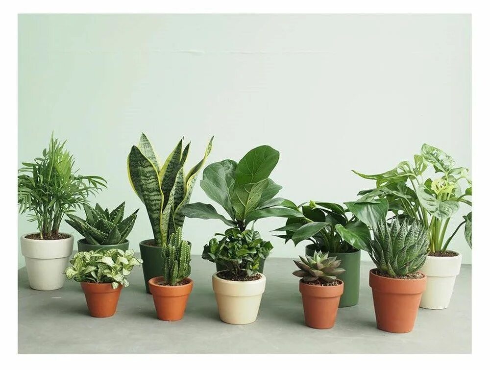 Types of plants. Комнатные цветы для офиса. Plant the best. Здоровое растение. Росток из земли.