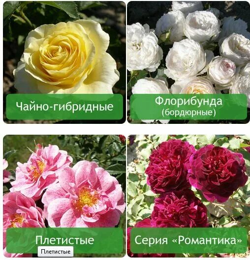 И.П. Родионов.г. Белореченск. Розы каталог.