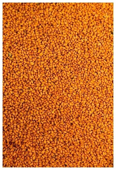 рыжик отзыв. рыжики грибы. уральский рыжик коробка. повесть рыжик свирский. рыжики еловые и сосновые.