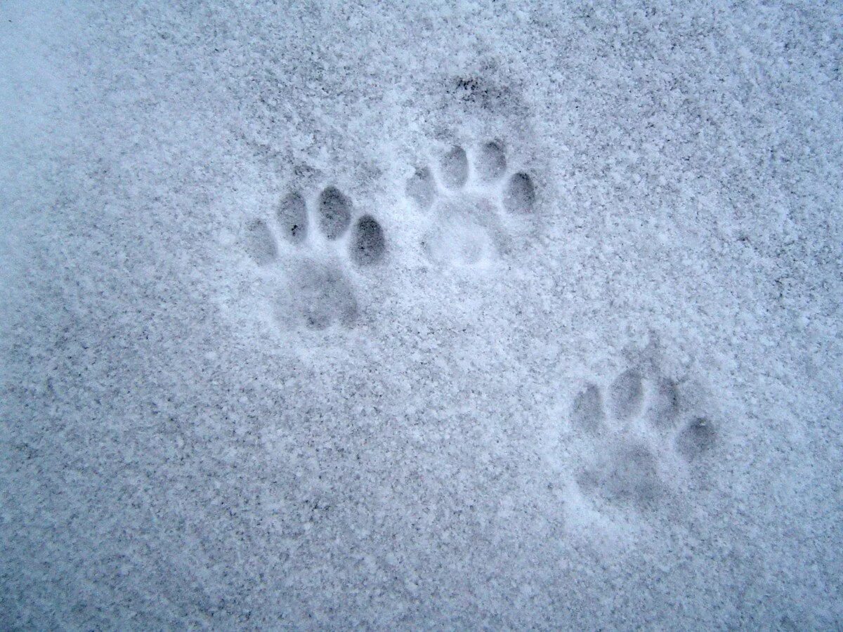 Следы рыси на снегу. След рыси. Следы кота на снегу. Следы бобра на снегу. Лапка на снегу