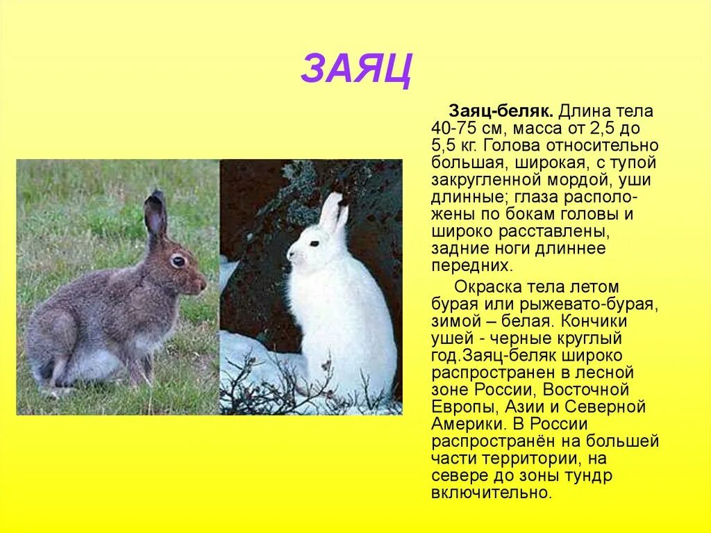 Заяц 3 класс русский язык. Сообщение о зайце беляке. Описание зайца 3 класс. Доклад про зайца. Доклад про зайца 2 класс.
