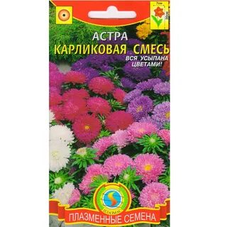 Низкорослые сорта астры название