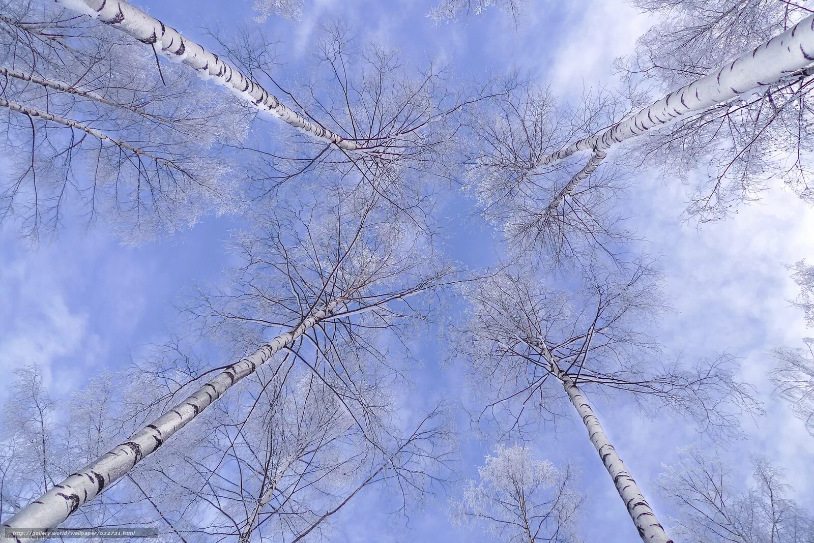 Береза в инее. Морозные деревья. Весеннее небо. Сумрак берёзка белая. Иней на деревьях.