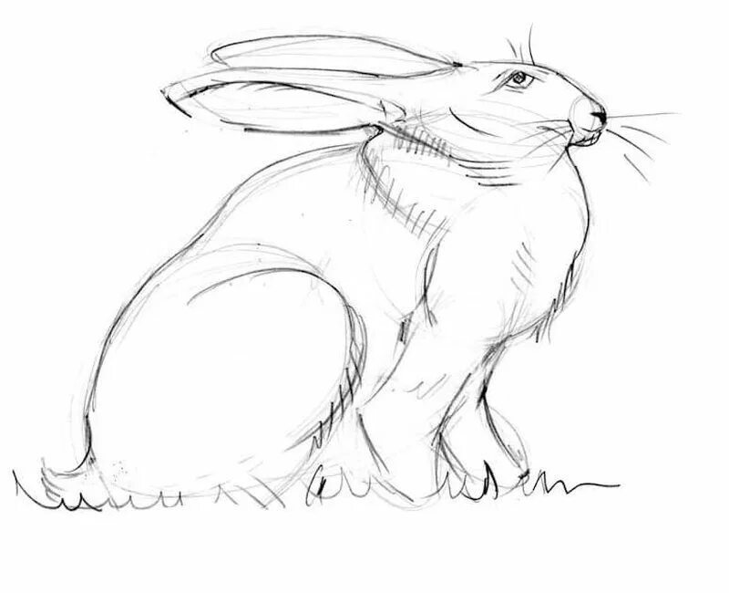 Нарисовать кролика карандашом. Заяц зарисовка. Наброски животных. Кролик карандашом. Кролик набросок.