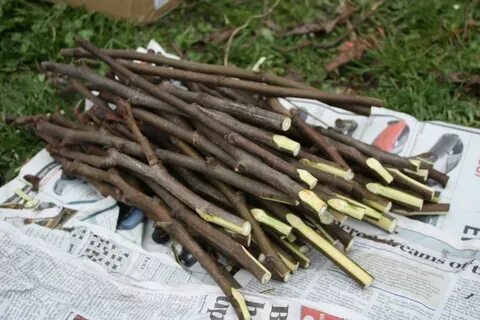Черенки инжира