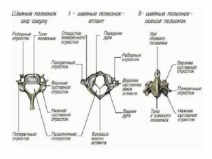 Анатомические образования характерные для шейных позвонков