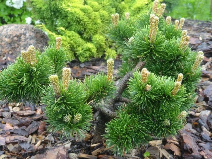 Сосна Горная Jakobsen Якобсен. Сосна Горная Якобсен Pinus mugo Jakobsen. Сосна Горная Pinus mugo Jakobsen. Сосна Горная (сорт 'Jakobsen'). Сосна горная карликовая