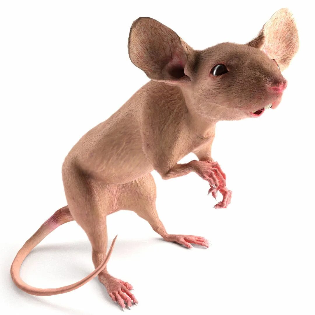 Модели мышей. Мышка 3ds Max. Хвост мышки. Мышь Живая. Мышь модель.