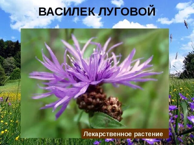 Какой тип питания характерен для василька лугового. Василёк Луговой лекарственная. Василек полевой лекарственный. Василек Луговой Тип питания. Василек Луговой описание.