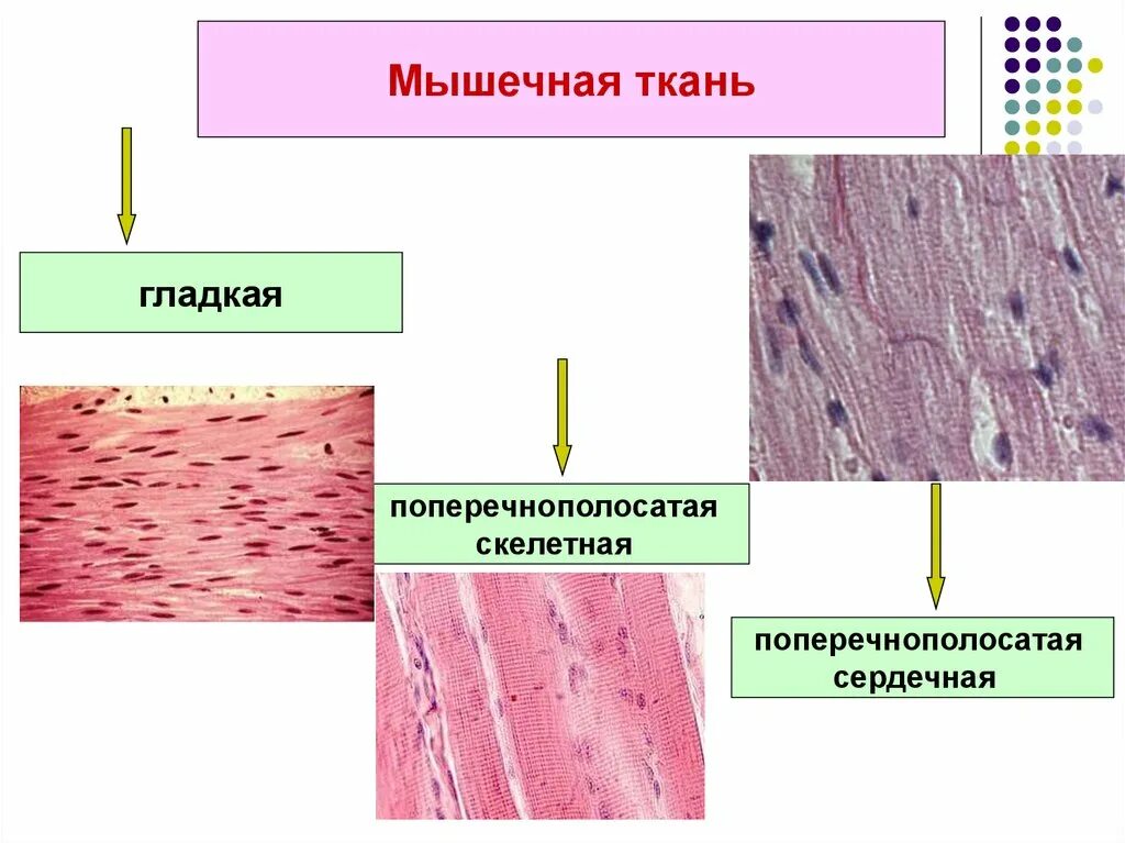 Поперечнополосатая скелетная мышечная ткань особенности строения. Мышечная ткань. Поперечнополосатая мышечная ткань. Поперечнополосатая Скелетная мышечная ткань. Поперечнополосатая сердечная мышечная ткань.