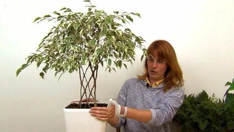 Обрезка бенджамина