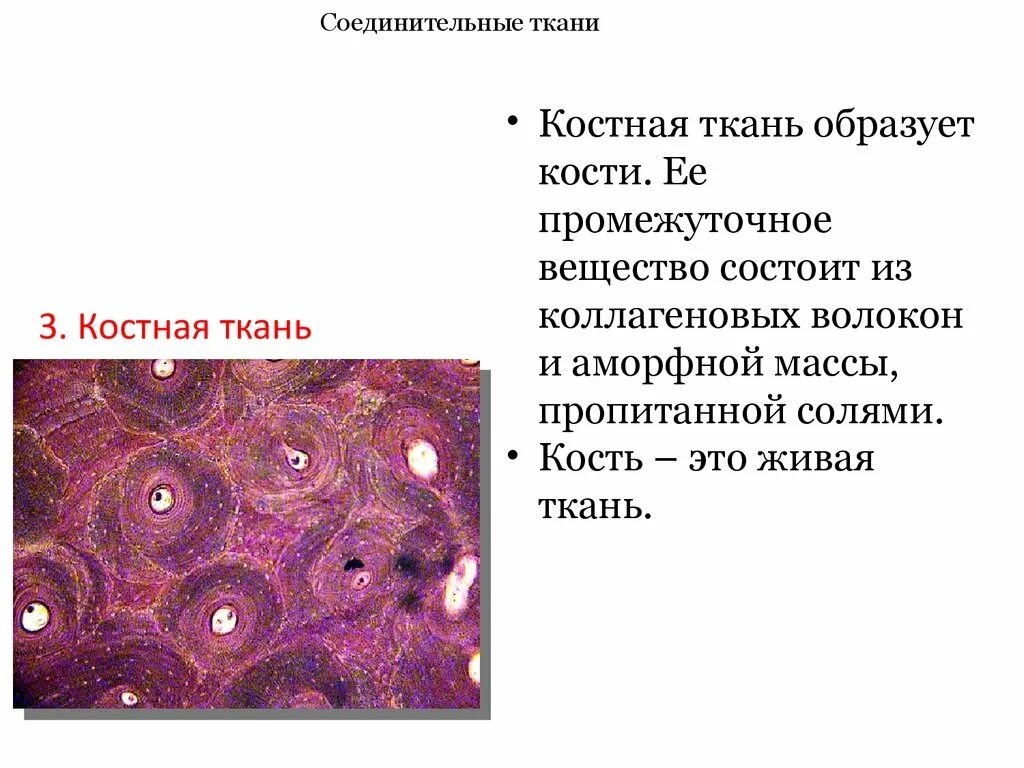 Какие органы входят в соединительную ткань. Костная пластинчатая соединительная ткань. Опорная костная пластинчатая соединительная ткань. Скелетная костная соединительная ткань функции. Пластинчатая костная ткань коллагеновые волокна.