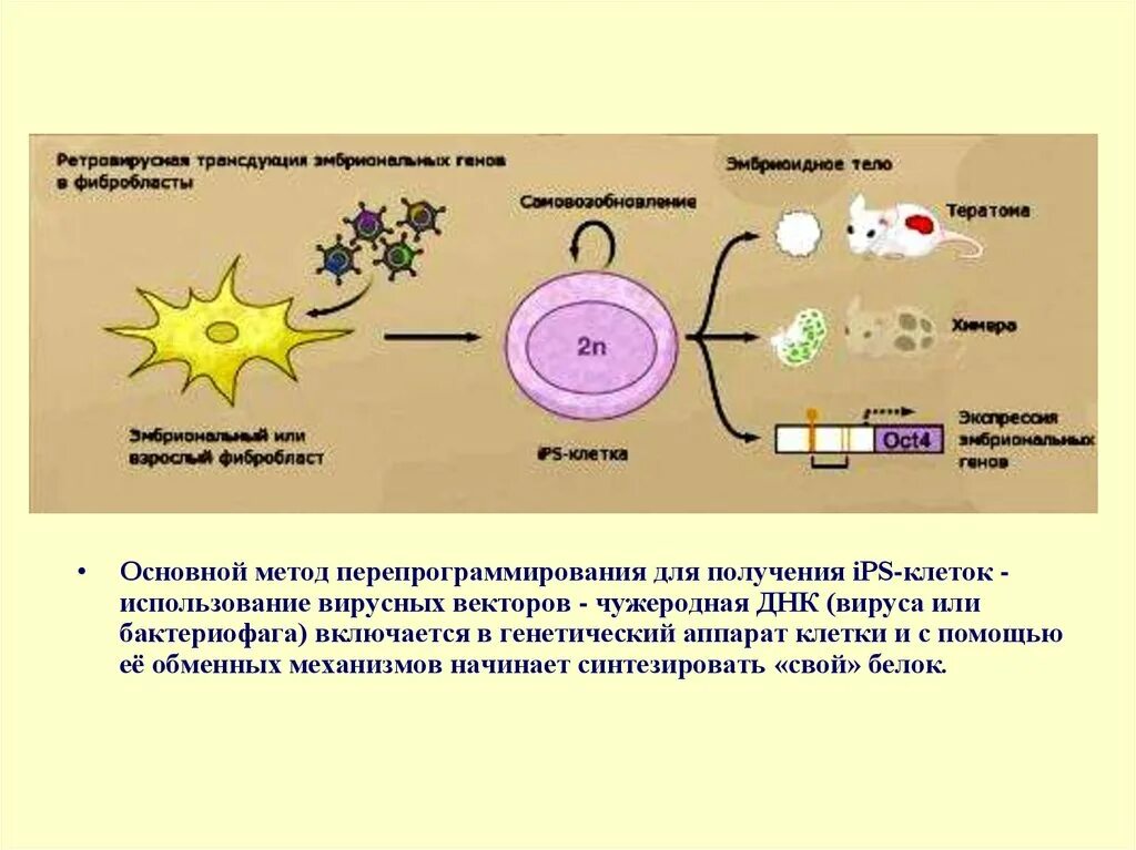 Генетический аппарат клетки растения. Генетический аппарат клетки. Перепрограммирование клеток. Метод генетического перепрограммирования клеток кожи. Перепрограммирование клетки вирусом.