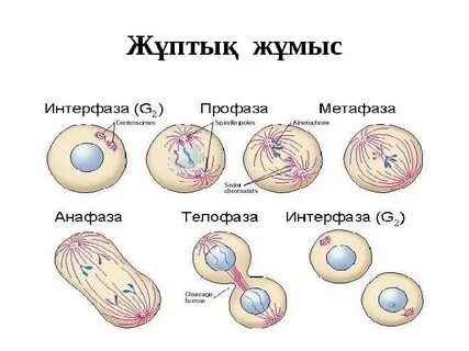 Фазы митоза
