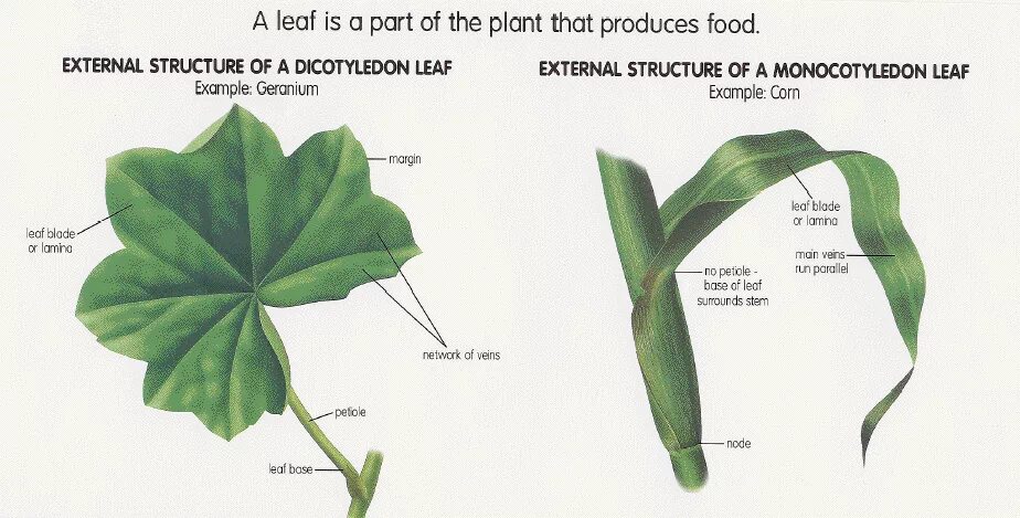 Leaves were calling me. Plant Leaf structure. Structure of leaves. Leave structure. Osmunda japonica Anatomy стебель.