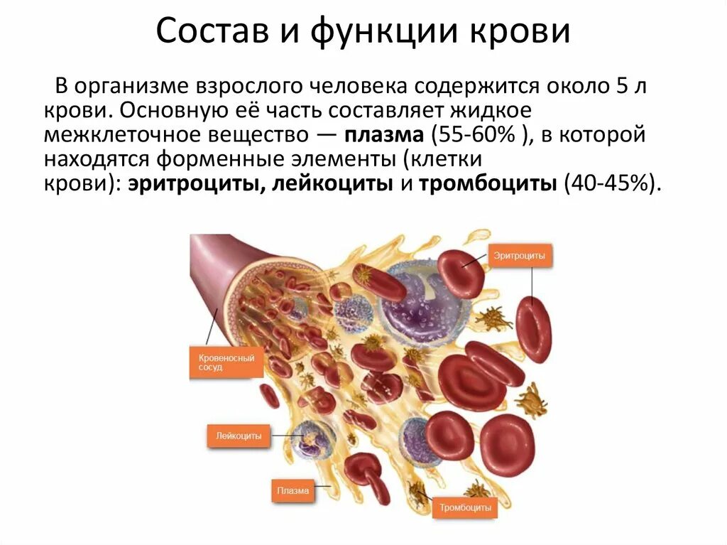 Кровь краткое содержание. Кровь человека строение и функции кратко. Состав и функции крови в организме. Кровь ее состав и функции. Состав и функции крови кратко.