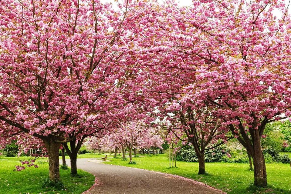 Что такое сакура дерево. Черри блоссом дерево. Сакура черри блоссом дерево. Pink черри блоссом дерево деревья парк. Розовое дерево.